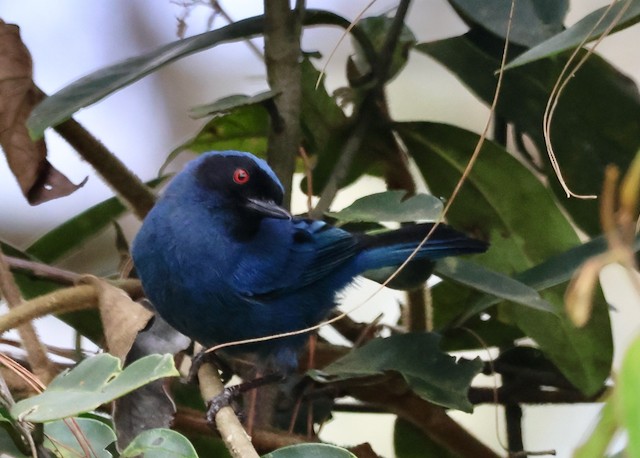 Masked Flowerpiercer - ML633405875
