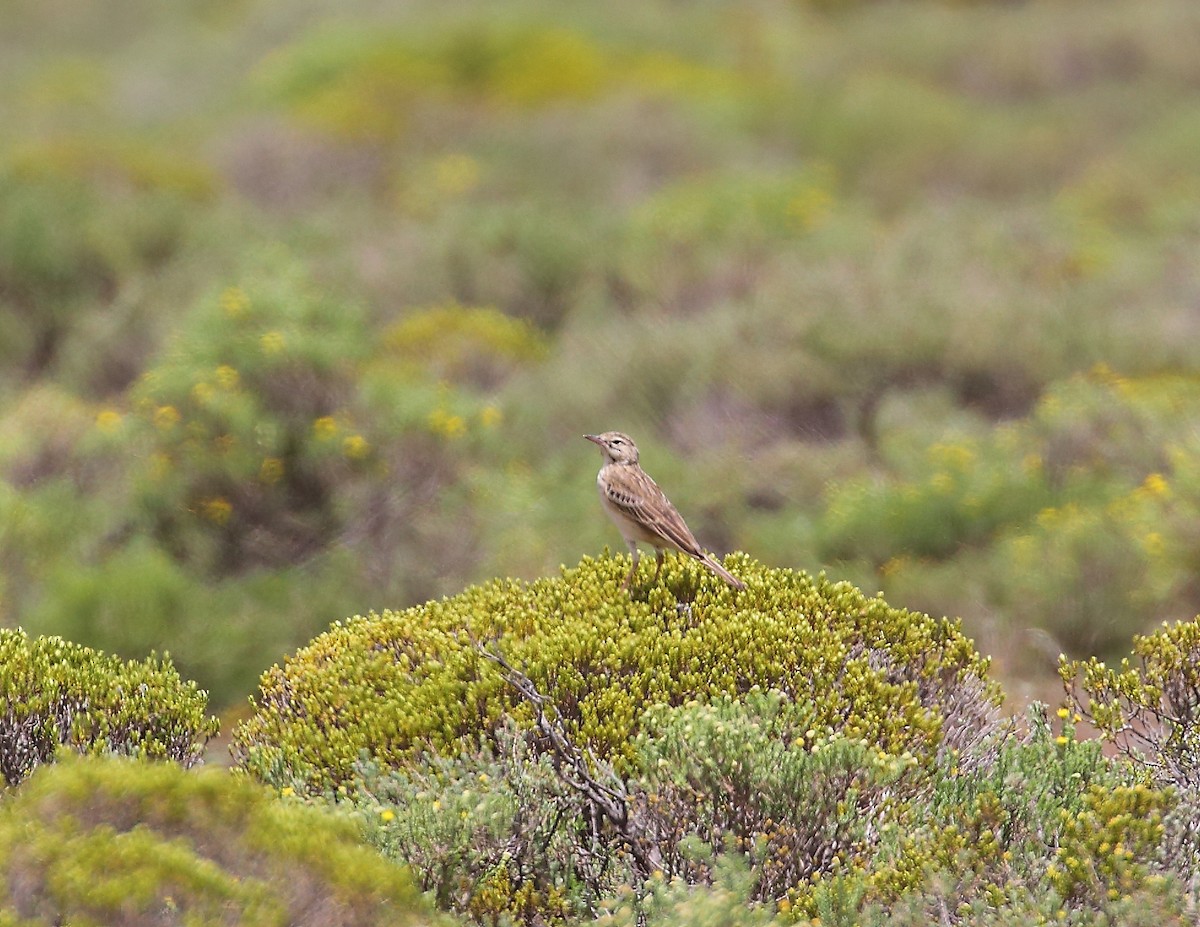 Mountain Pipit - ML633405885