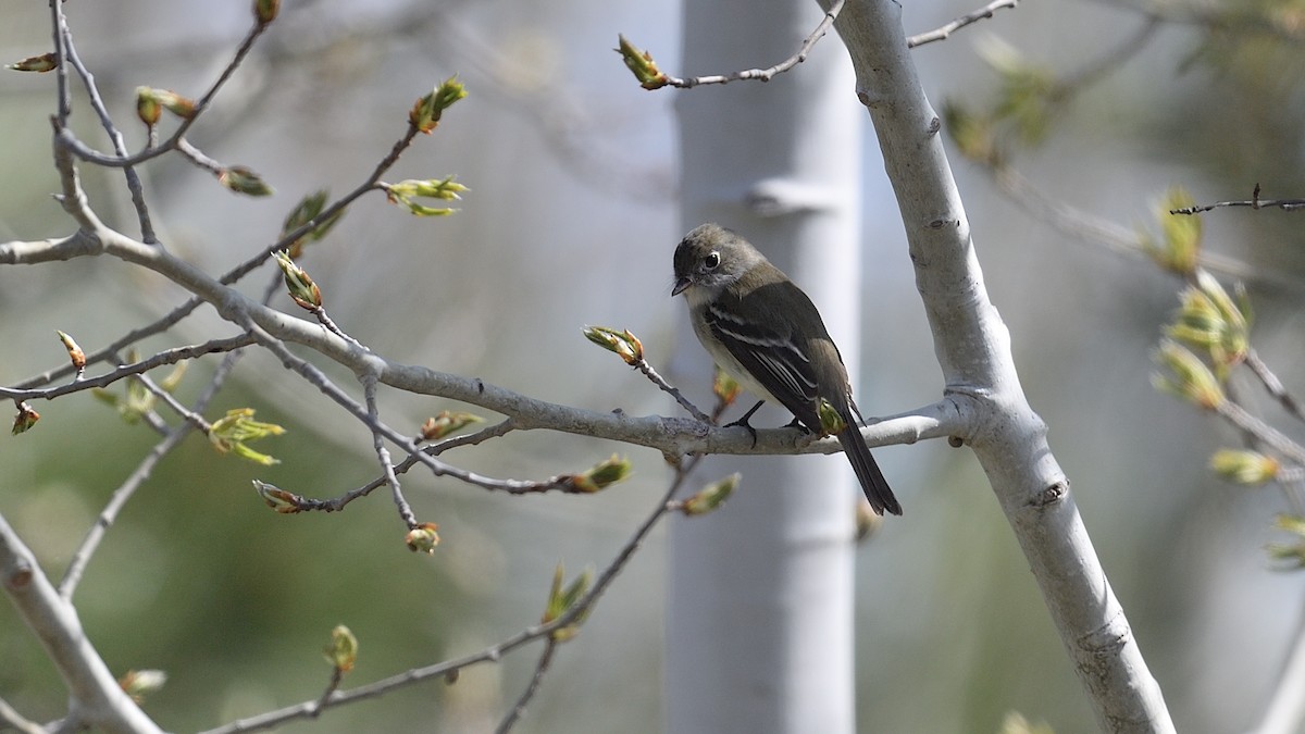 Least Flycatcher - Dinu Bandyopadhyay