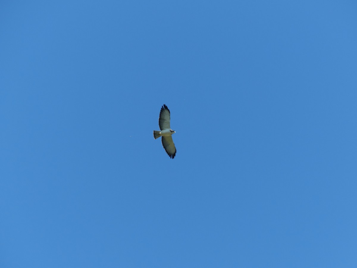 Short-tailed Hawk - ML633405901