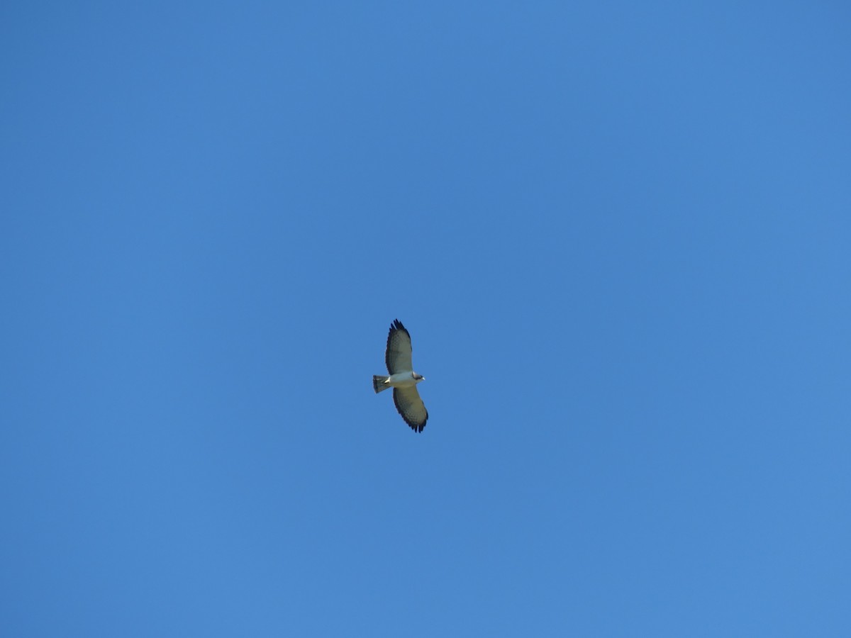 Short-tailed Hawk - ML633405902