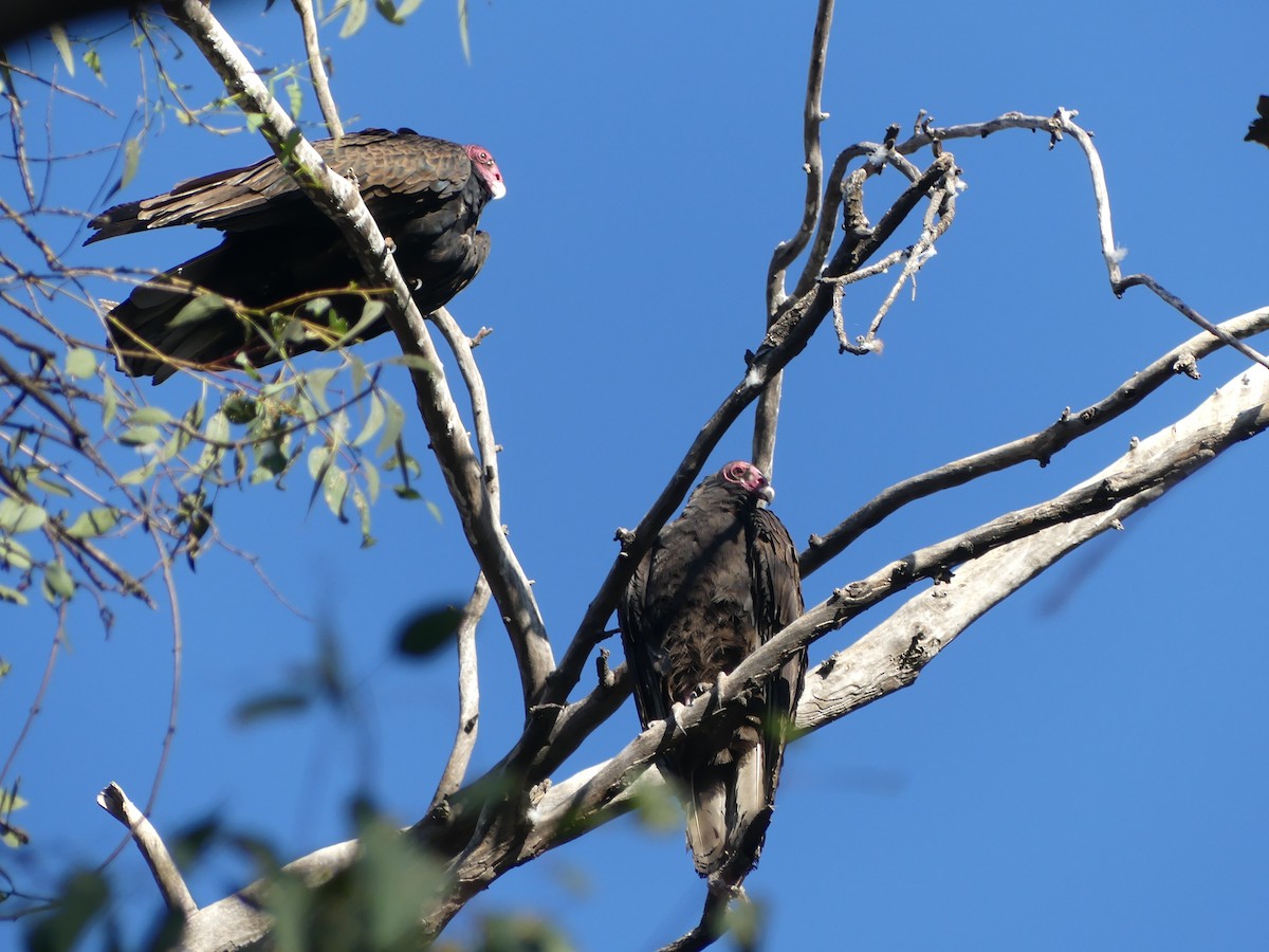 Turkey Vulture - ML633405913