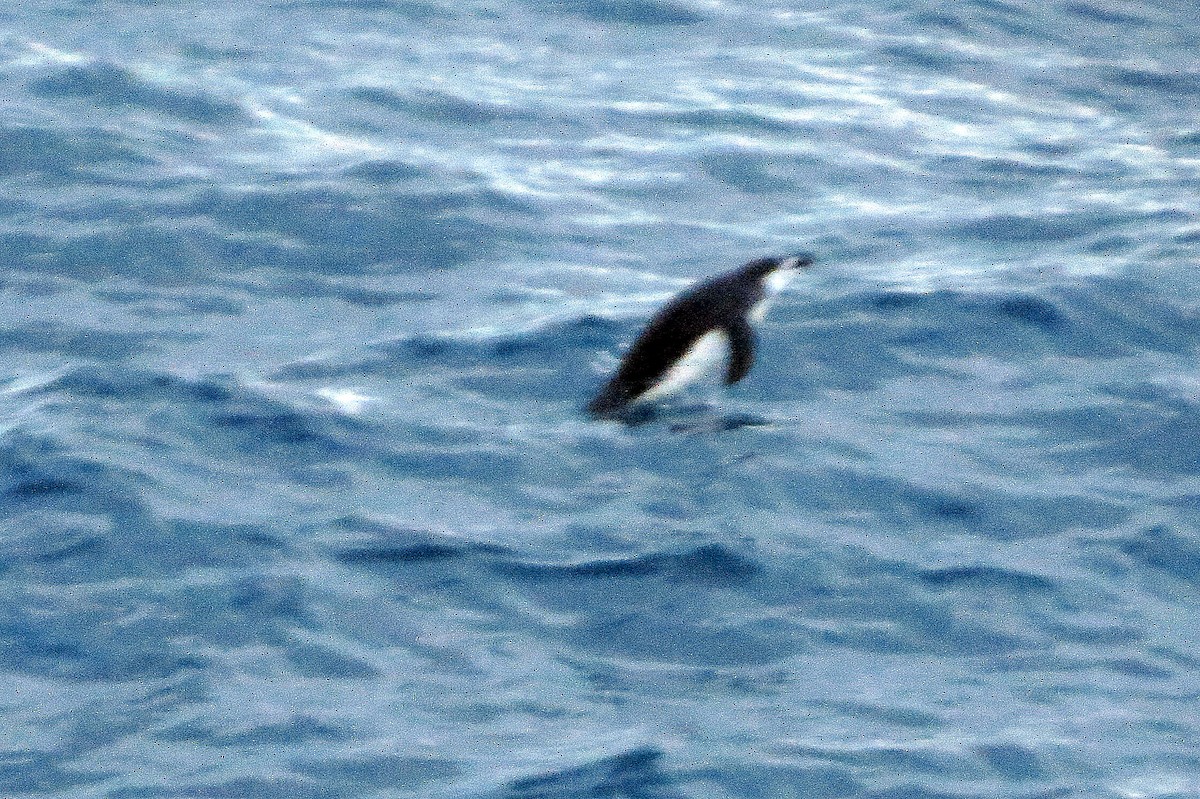 Chinstrap Penguin - ML633405995