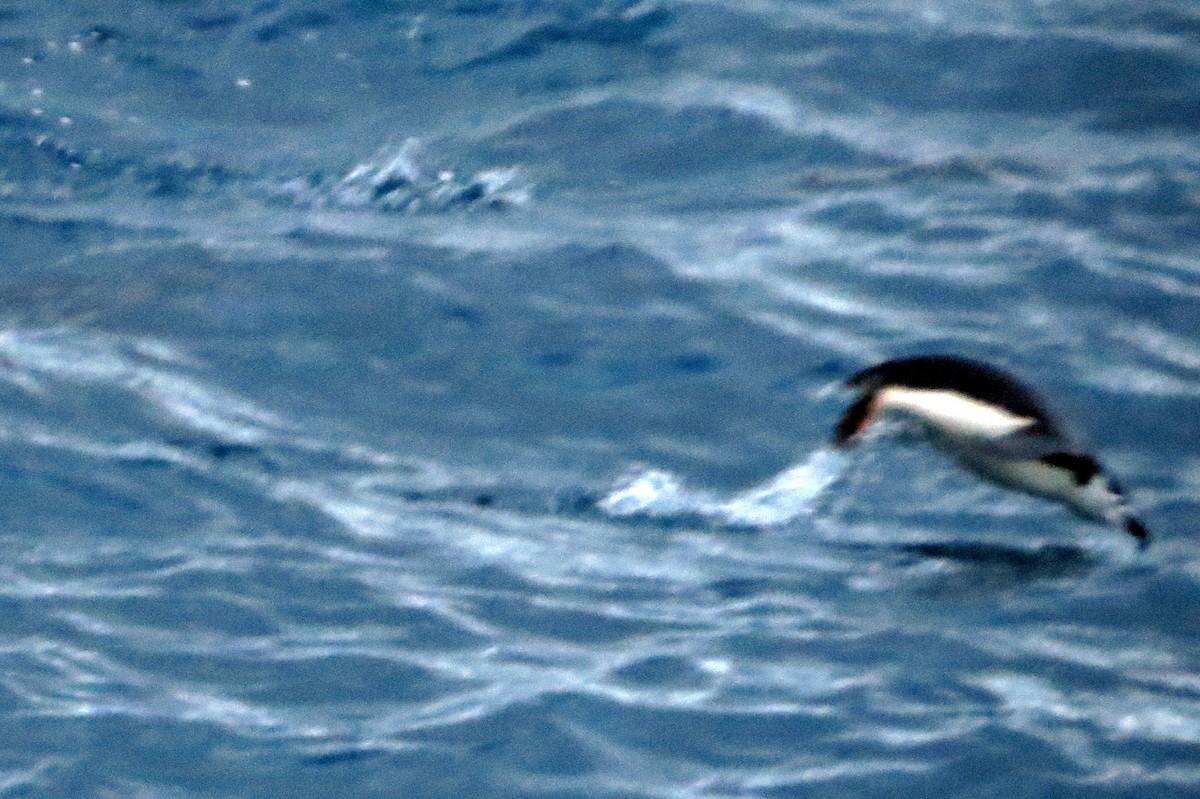 Chinstrap Penguin - ML633405996