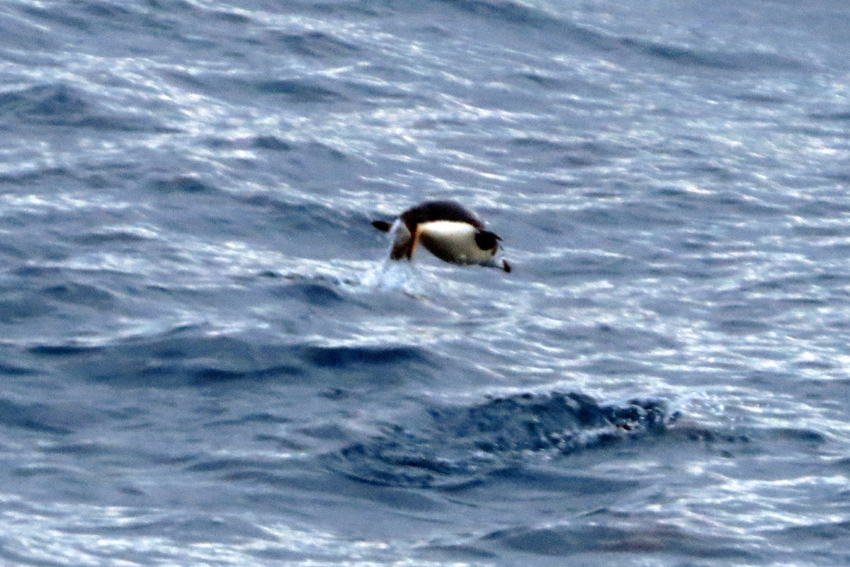 Chinstrap Penguin - ML633405997