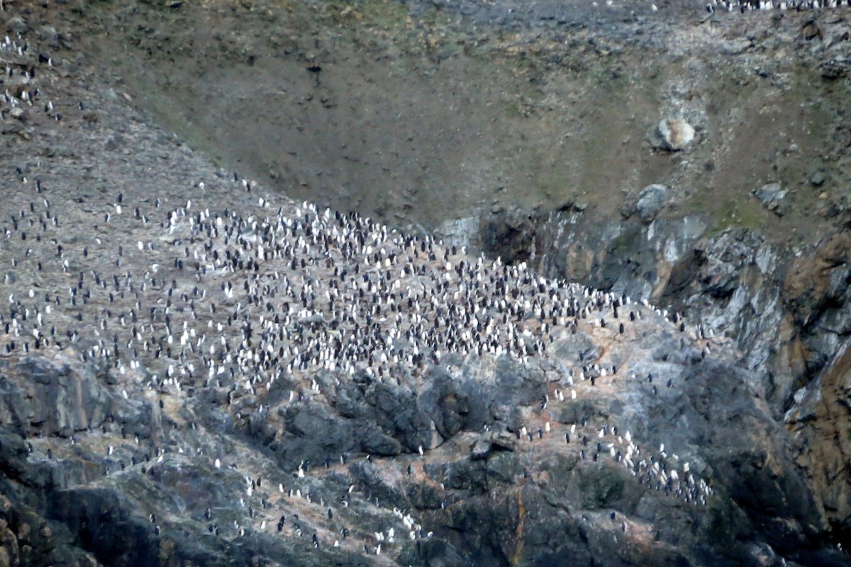 Chinstrap Penguin - ML633406066