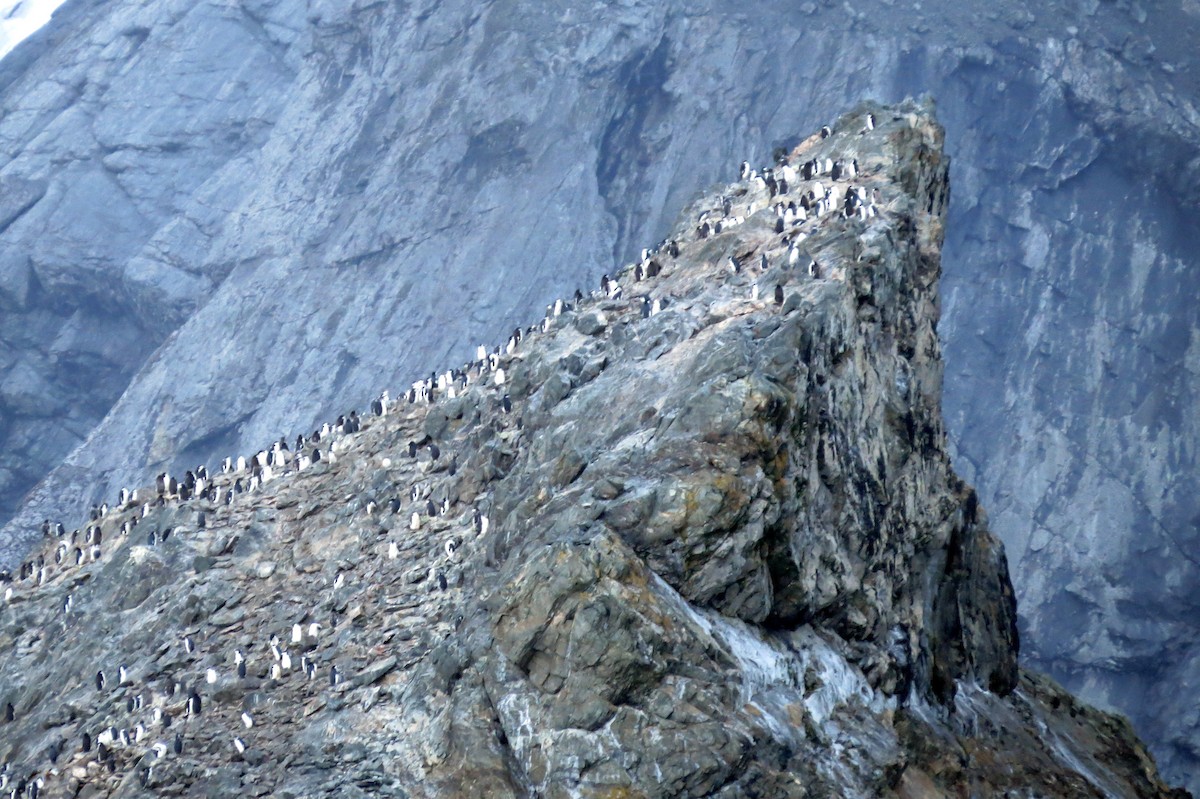 Chinstrap Penguin - ML633406067