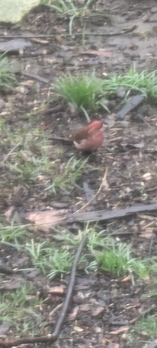 Purple Finch - ML633406092