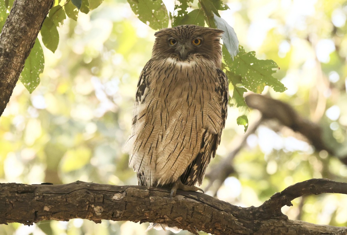 Brown Fish-Owl - ML633406122