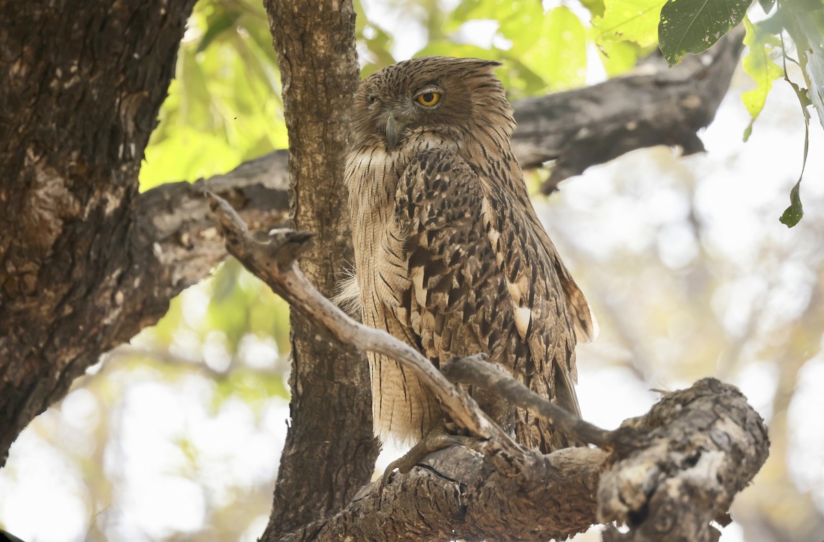 Brown Fish-Owl - ML633406126