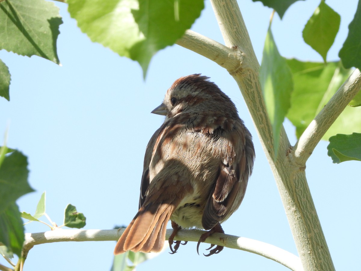 Song Sparrow - ML633406136