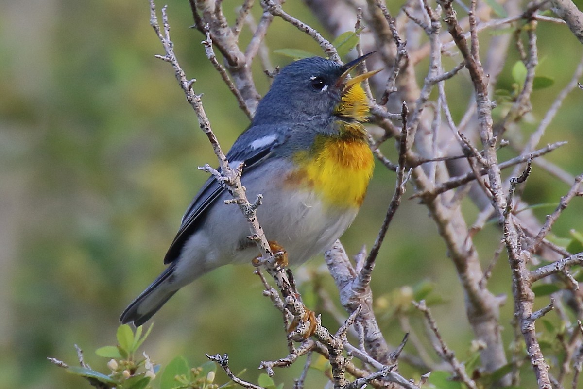 Northern Parula - ML633406290