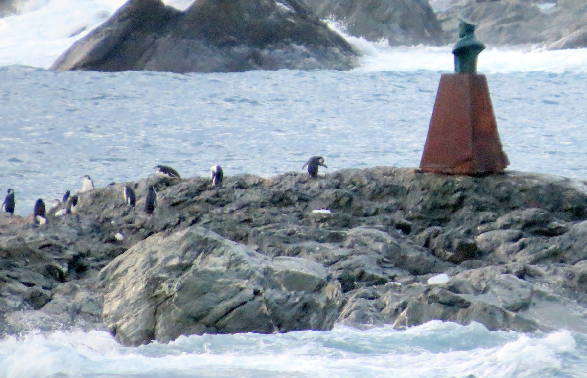 Chinstrap Penguin - ML633406421