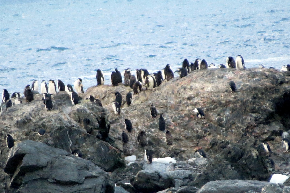 Chinstrap Penguin - ML633406422