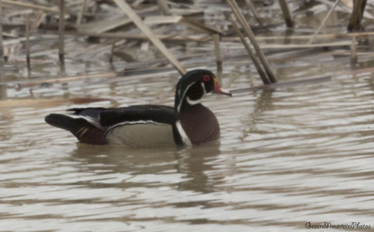 Wood Duck - ML633406501