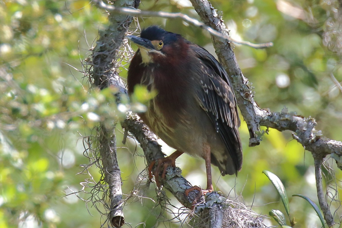 Green Heron - ML633406588