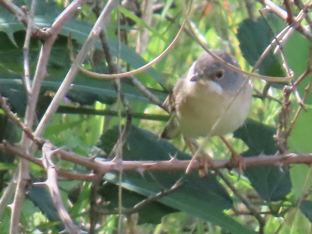 Western Subalpine Warbler - ML633406607
