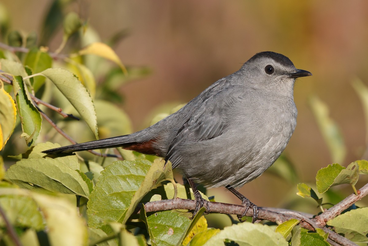 Gray Catbird - Simon Best