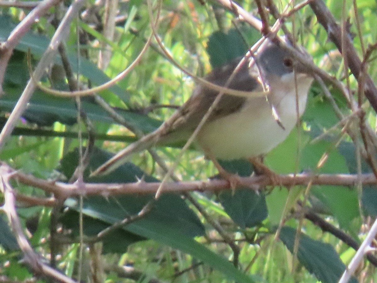 Western Subalpine Warbler - ML633406614