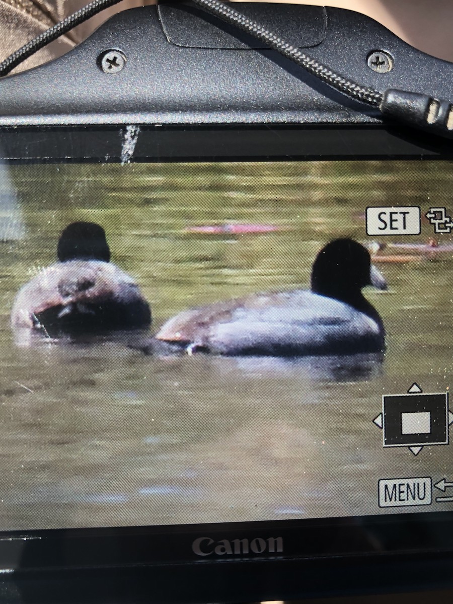 American Coot - ML633406920