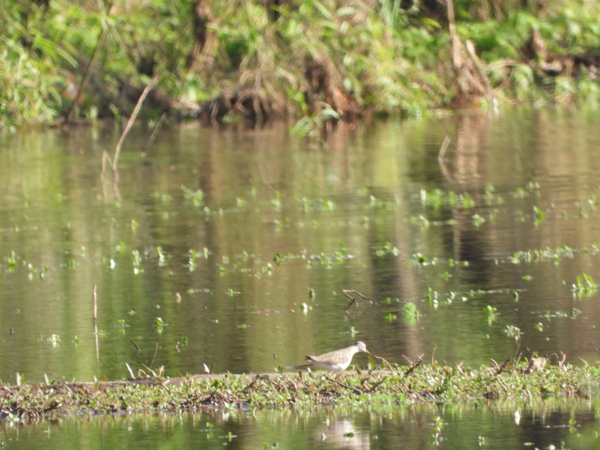 Solitary Sandpiper - ML633407376