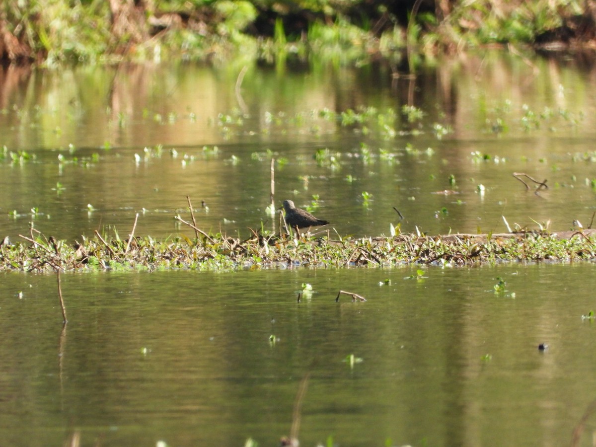 Solitary Sandpiper - ML633407377