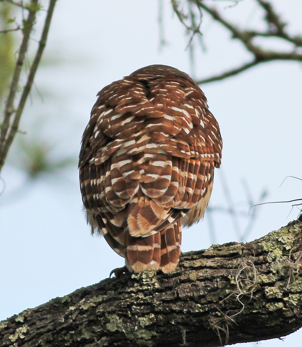 Barred Owl - ML633407577