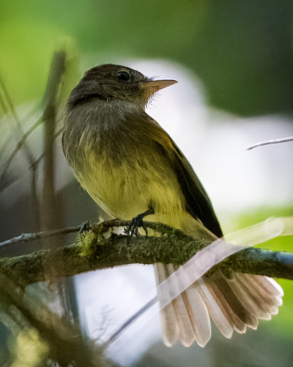 Euler's Flycatcher - ML633407716