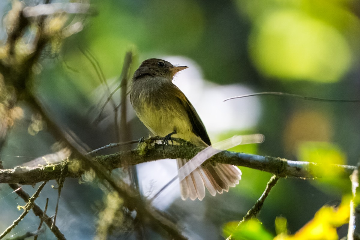 Euler's Flycatcher - ML633407717