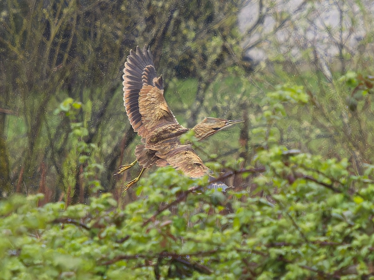American Bittern - ML633407741