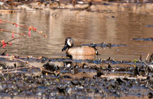 Blue-winged Teal - ML633407747