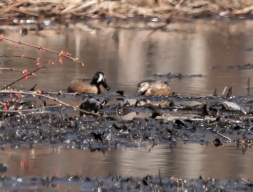 Blue-winged Teal - ML633407748