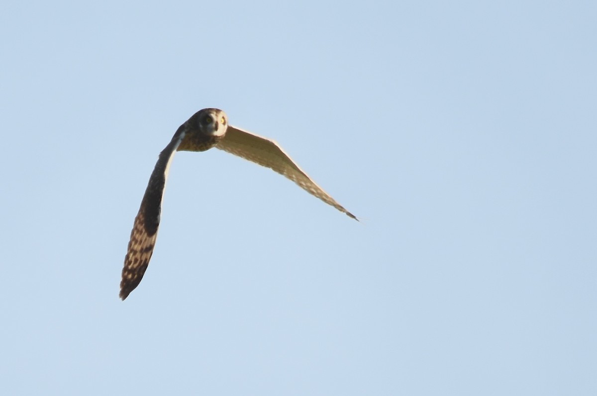 Short-eared Owl - ML633407851