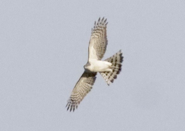 Морин харцага - ML633407888