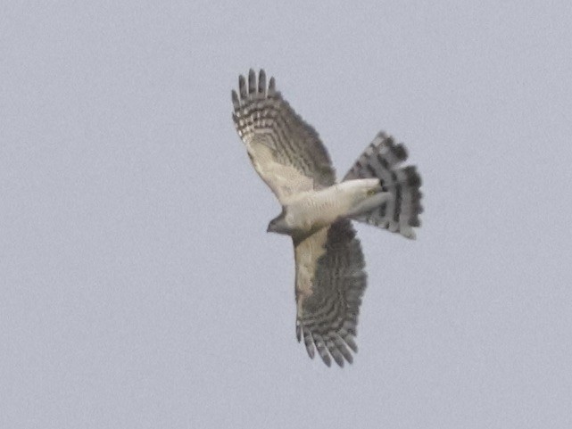 Морин харцага - ML633407892