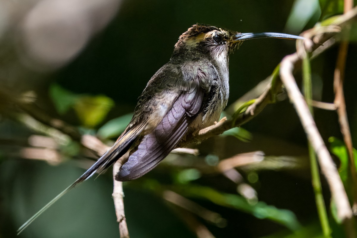 Scale-throated Hermit - ML633407895