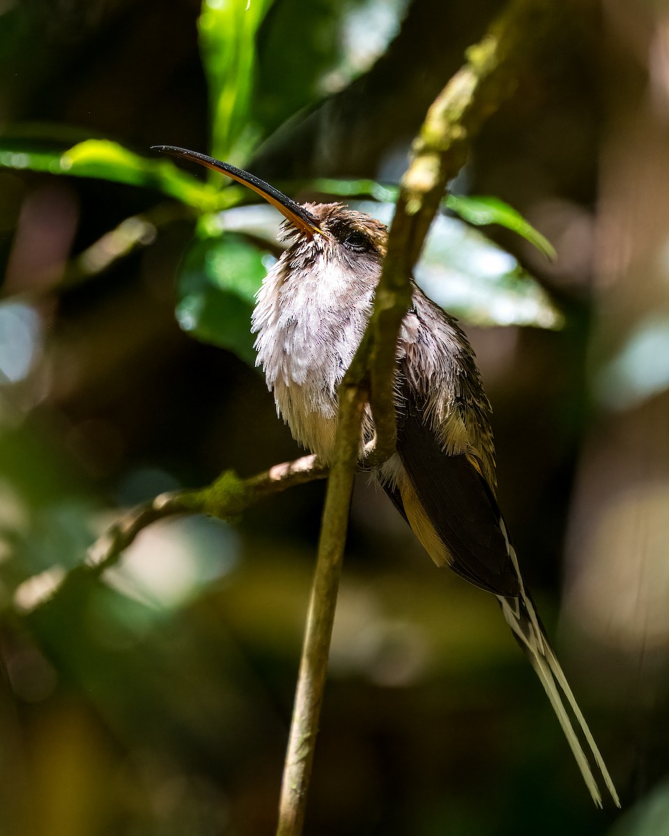 Scale-throated Hermit - ML633407896