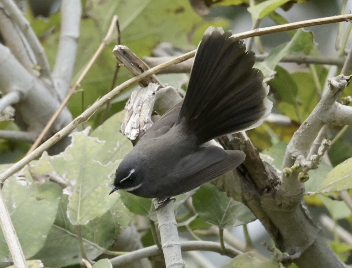 Abanico Gorjiblanco - ML633407927