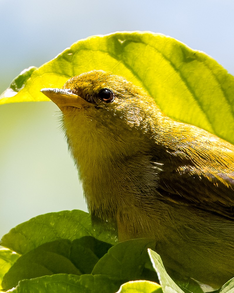 Rufous-headed Tanager - ML633407935