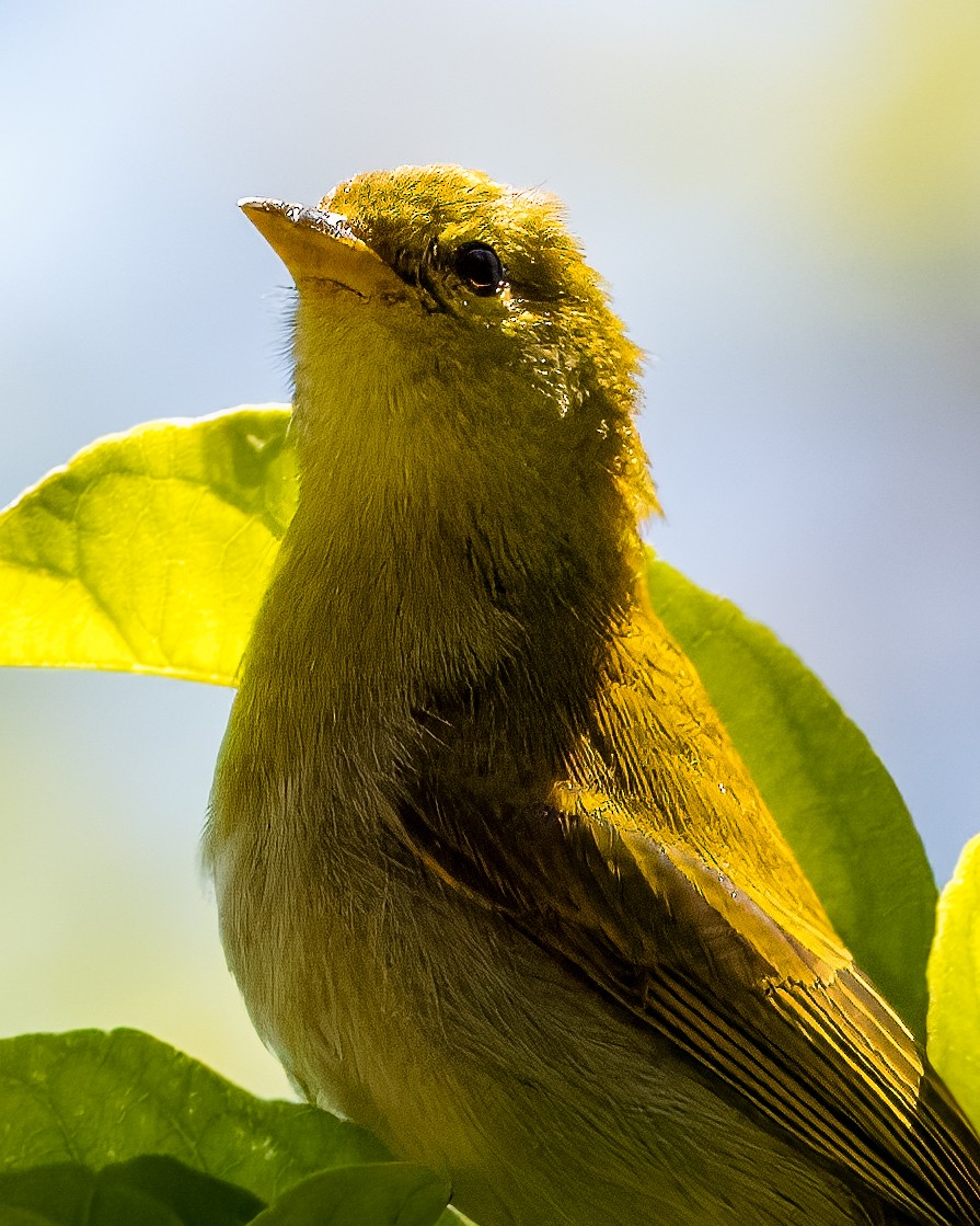 Rufous-headed Tanager - ML633407936