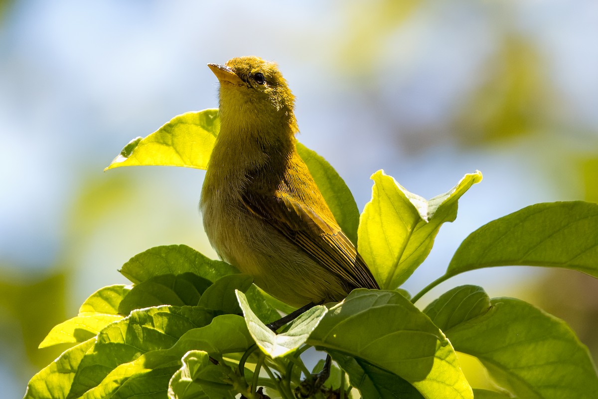Rufous-headed Tanager - ML633407938