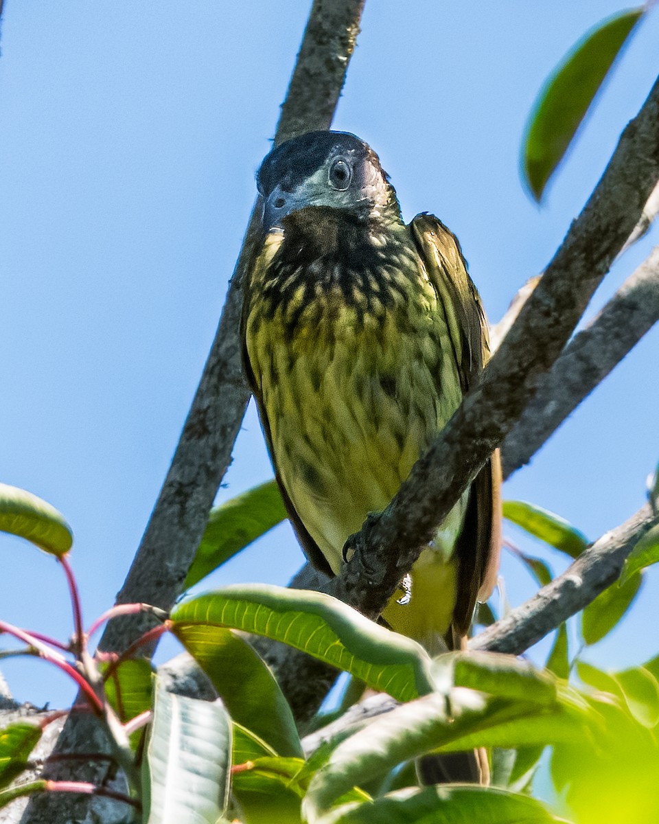 Bare-throated Bellbird - ML633407951