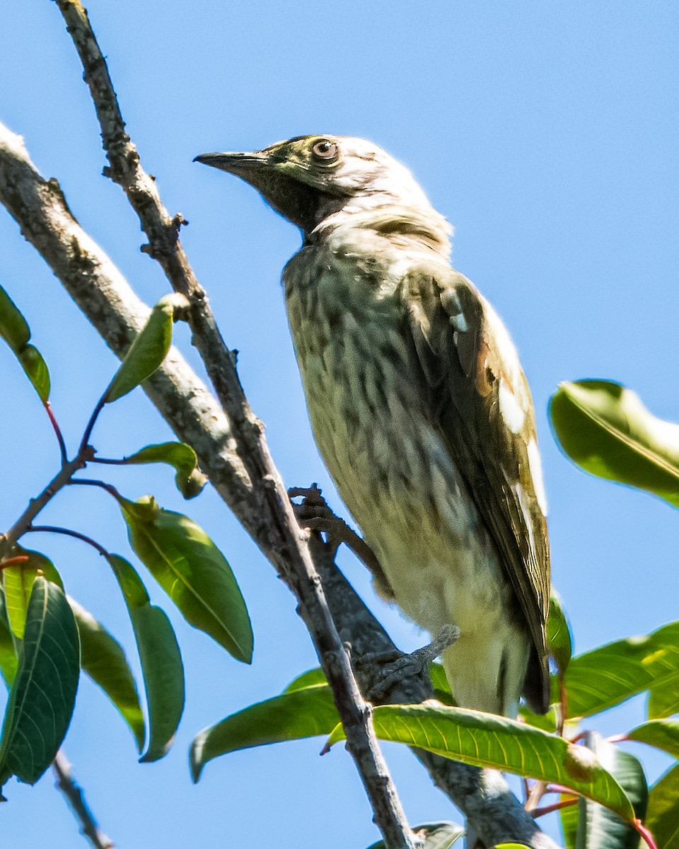 Bare-throated Bellbird - ML633407952