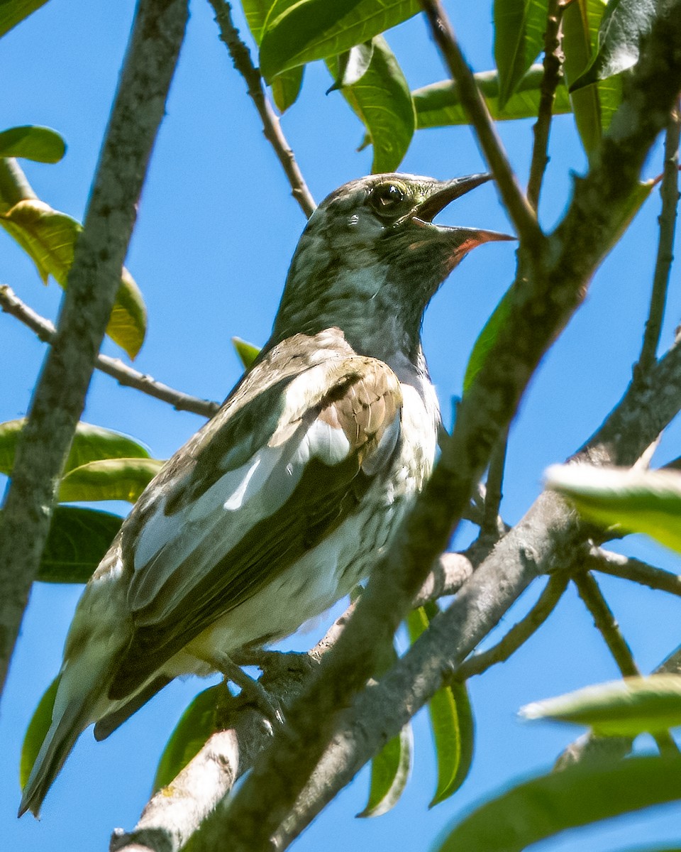 Bare-throated Bellbird - ML633407953