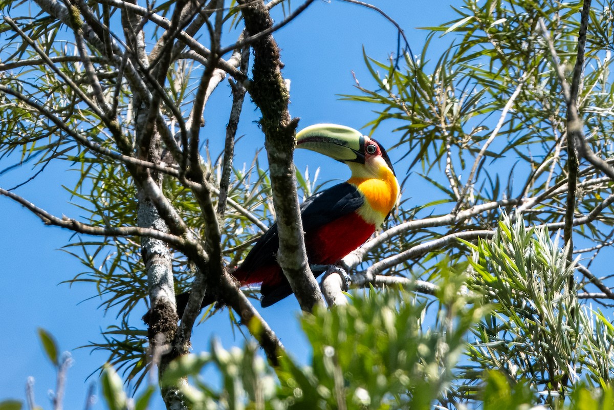 Red-breasted Toucan - ML633407986