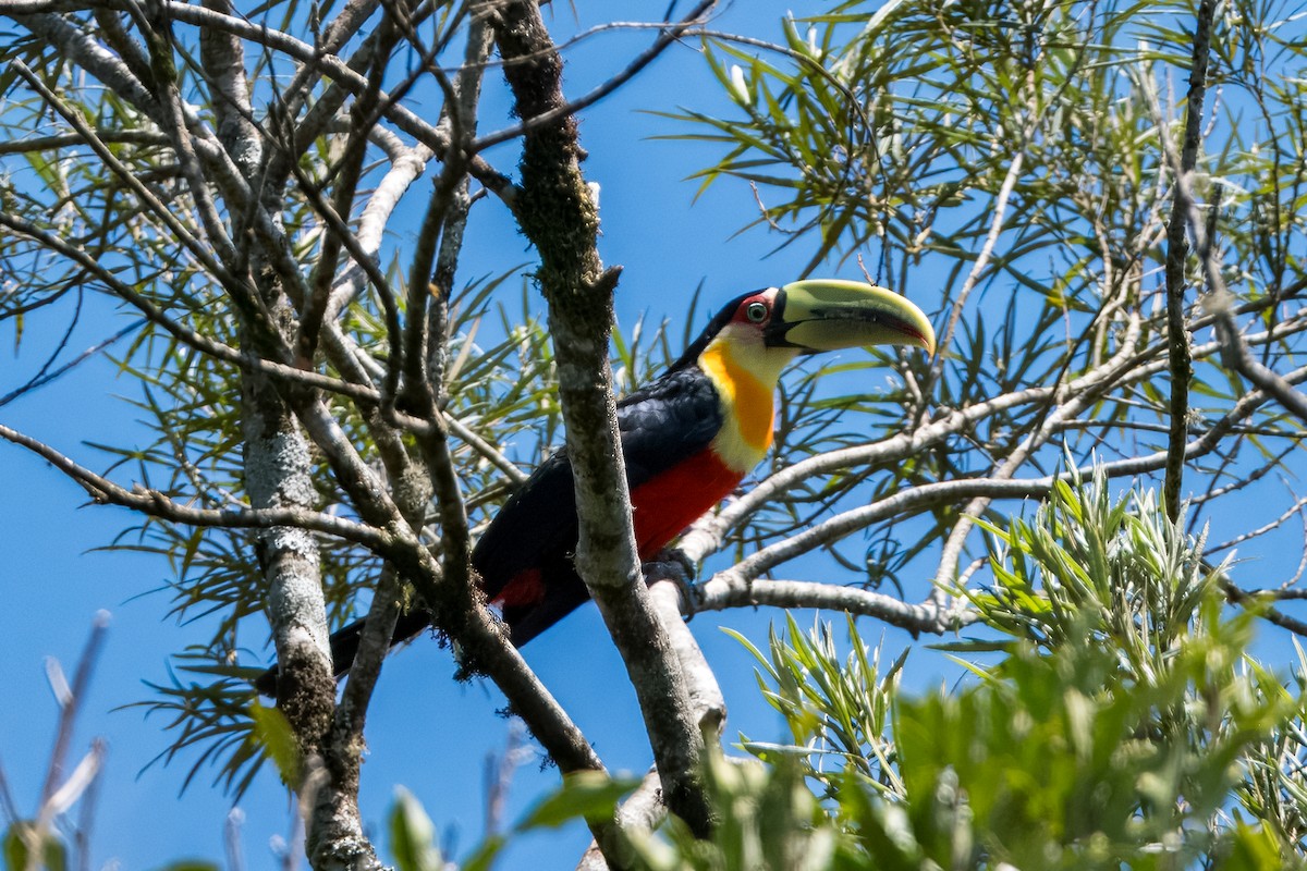 Red-breasted Toucan - ML633407987