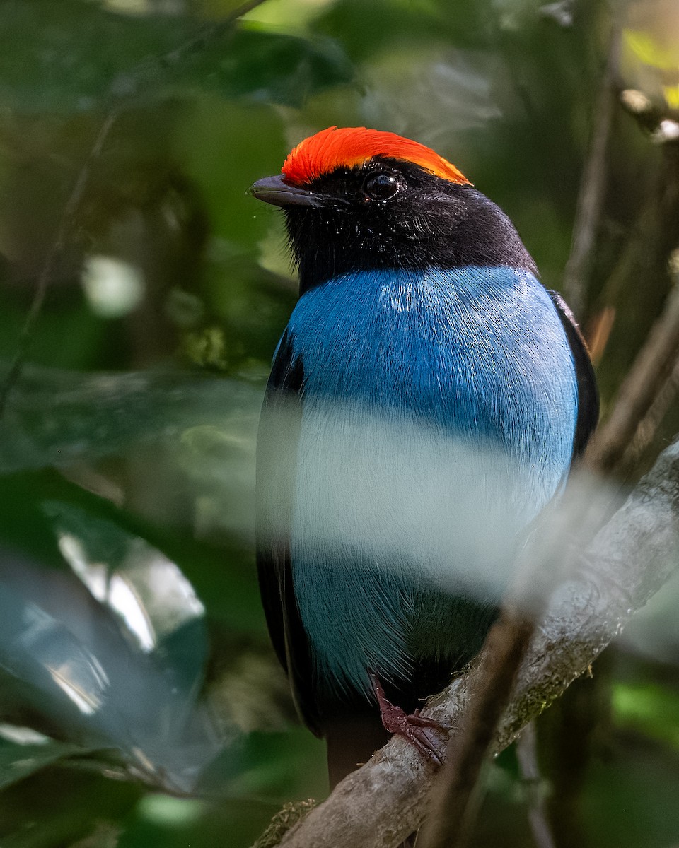 Swallow-tailed Manakin - ML633408015