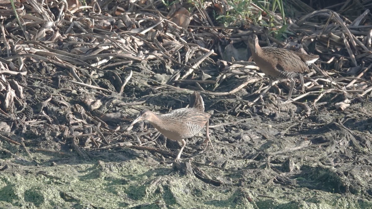 King Rail - ML633408079