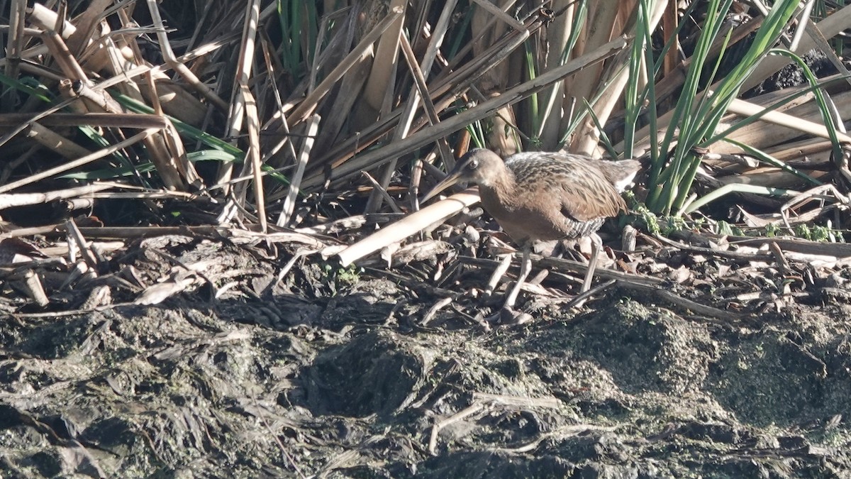 King Rail - ML633408084