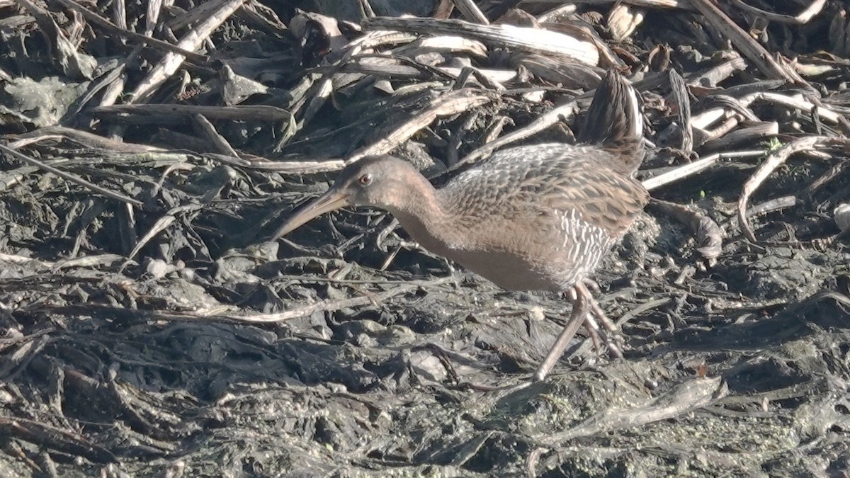 King Rail - ML633408095